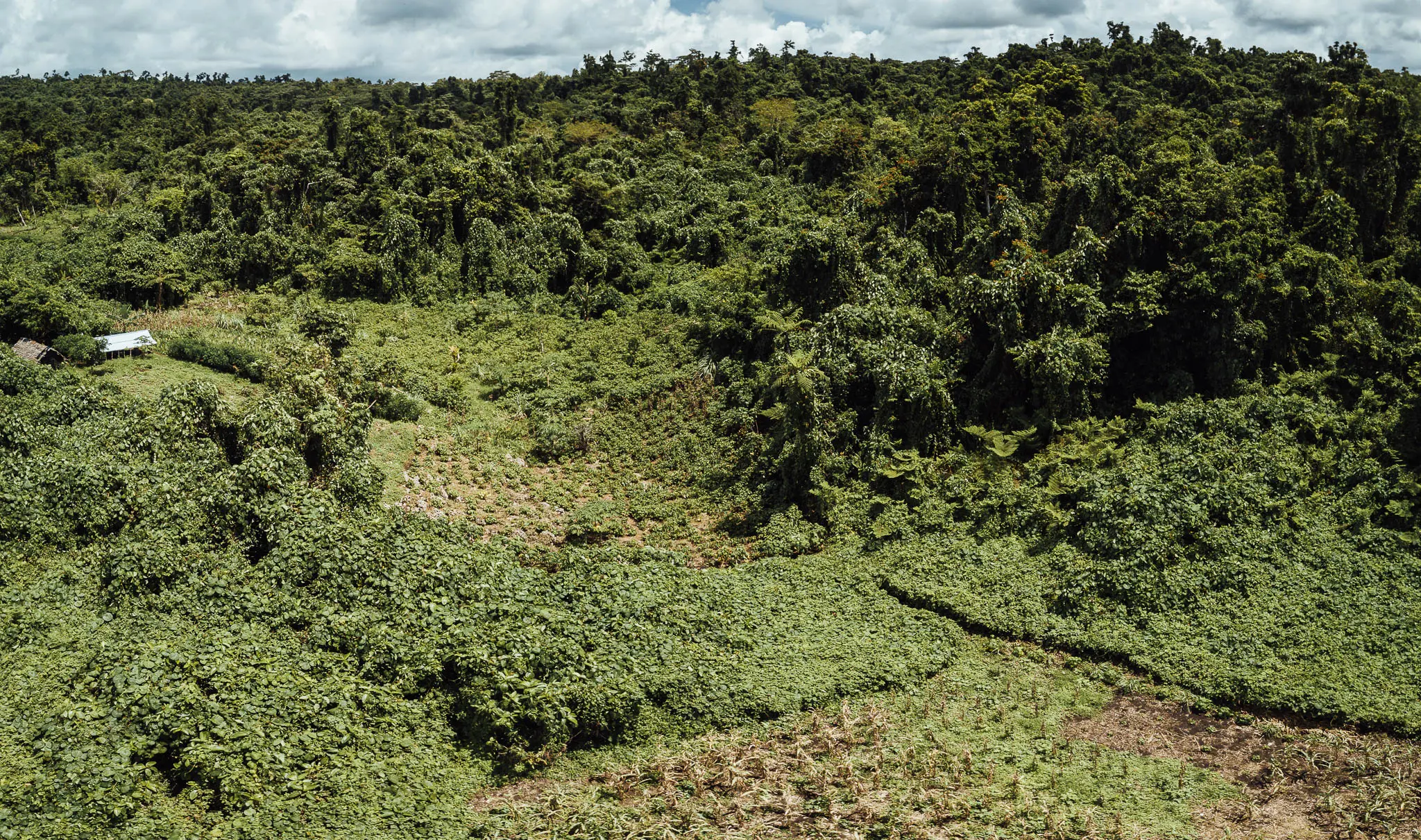 Kavové zahrady na svahu na Vanuatu, lemované lesem