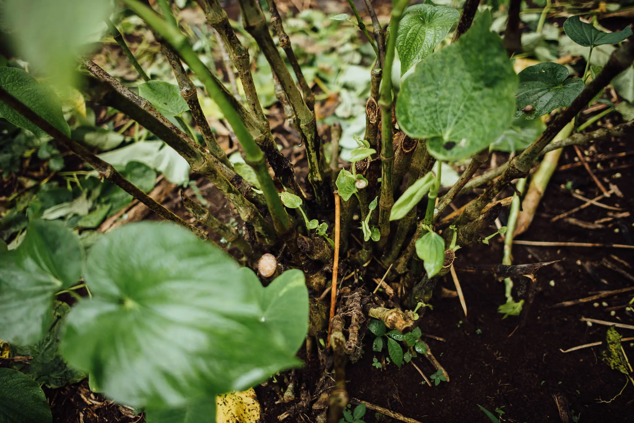 Kava europes premier source