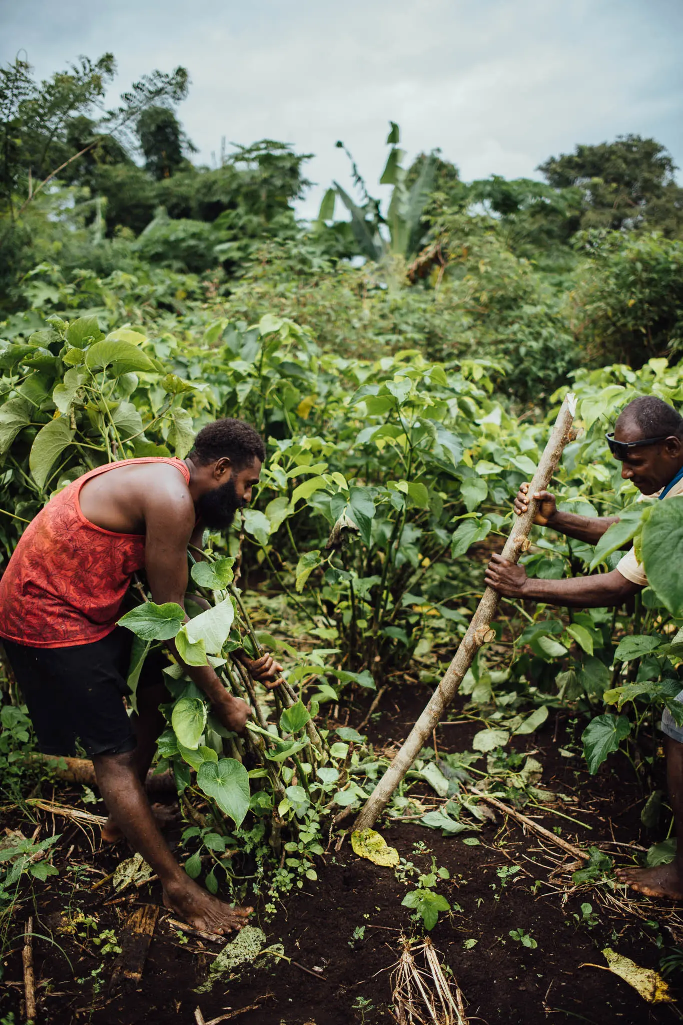 Kava-Ernte in Vanuatu